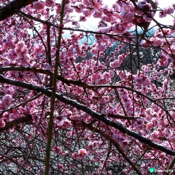 茨城筑波山🌸梅花祭！香氣撲鼻🥰