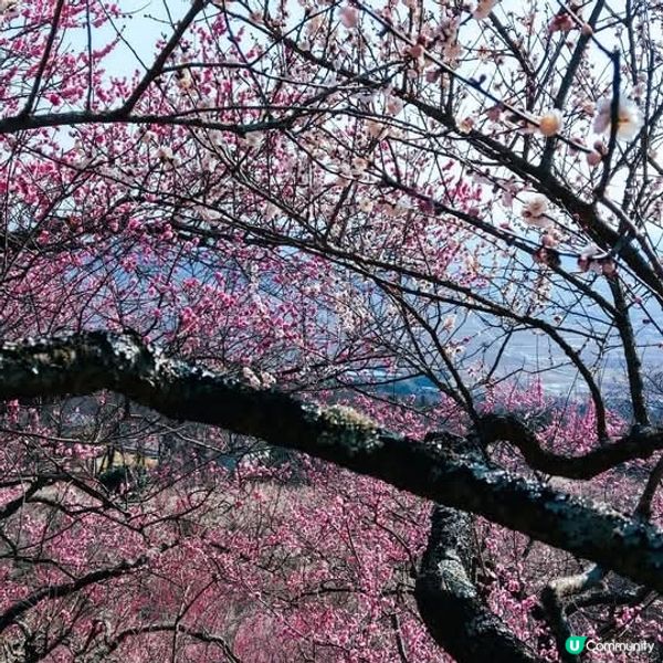 茨城筑波山🌸梅花祭！香氣撲鼻🥰