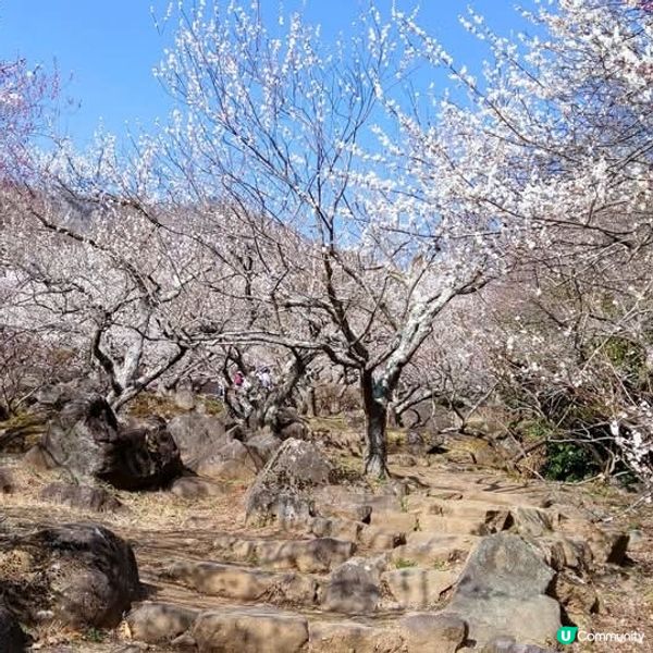 茨城筑波山🌸梅花祭！香氣撲鼻🥰