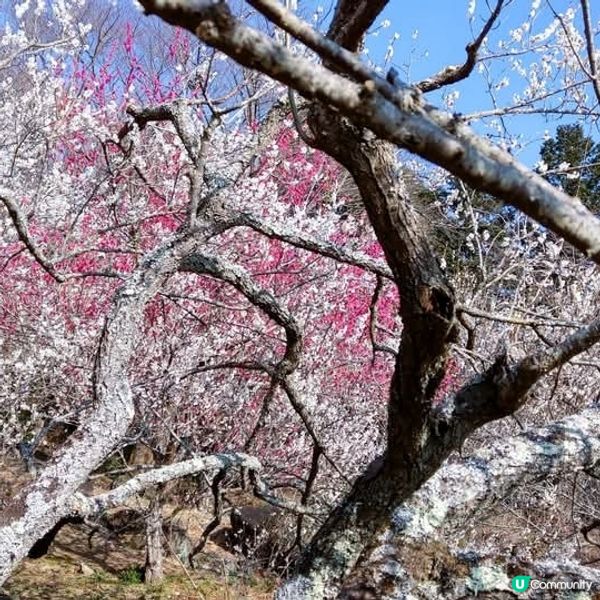 茨城筑波山🌸梅花祭！香氣撲鼻🥰
