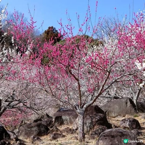 茨城筑波山🌸梅花祭！香氣撲鼻🥰