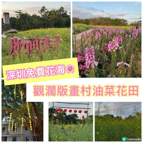 深圳免費花海🌸  觀瀾版畫村油菜花田