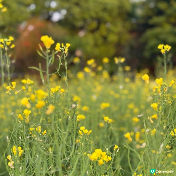 深圳免費花海🌸  觀瀾版畫村油菜花田