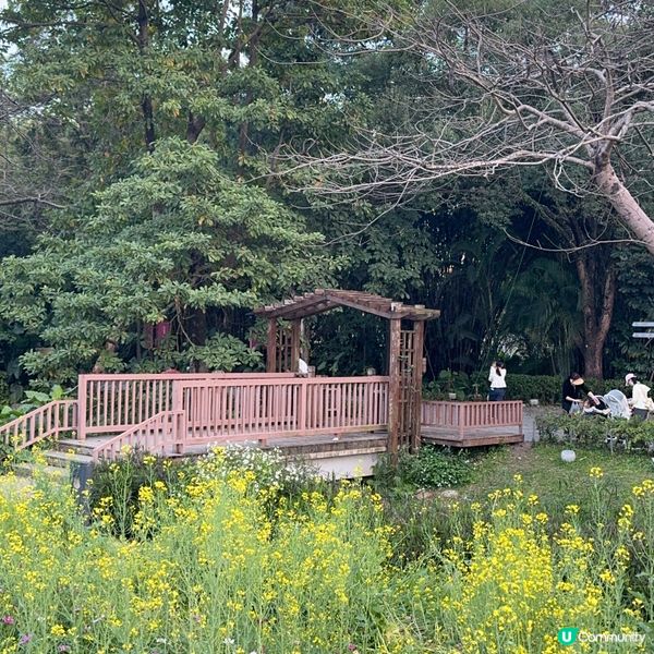 深圳免費花海🌸  觀瀾版畫村油菜花田