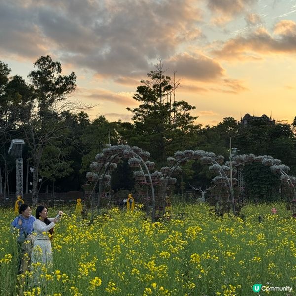 深圳免費花海🌸  觀瀾版畫村油菜花田