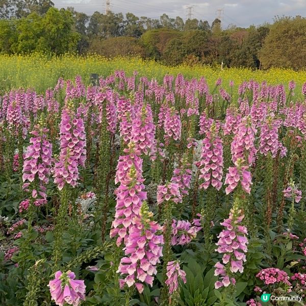 深圳免費花海🌸  觀瀾版畫村油菜花田