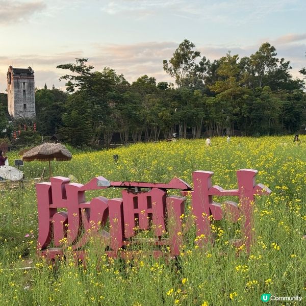 深圳免費花海🌸  觀瀾版畫村油菜花田