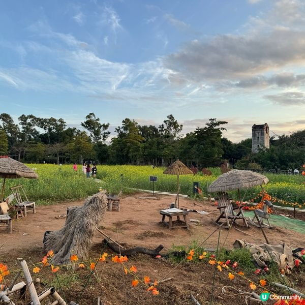 深圳免費花海🌸  觀瀾版畫村油菜花田