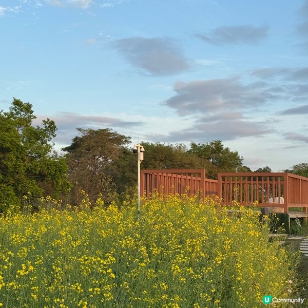 深圳免費花海🌸  觀瀾版畫村油菜花田