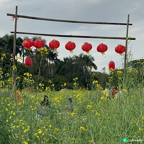 深圳免費花海🌸  觀瀾版畫村油菜花田