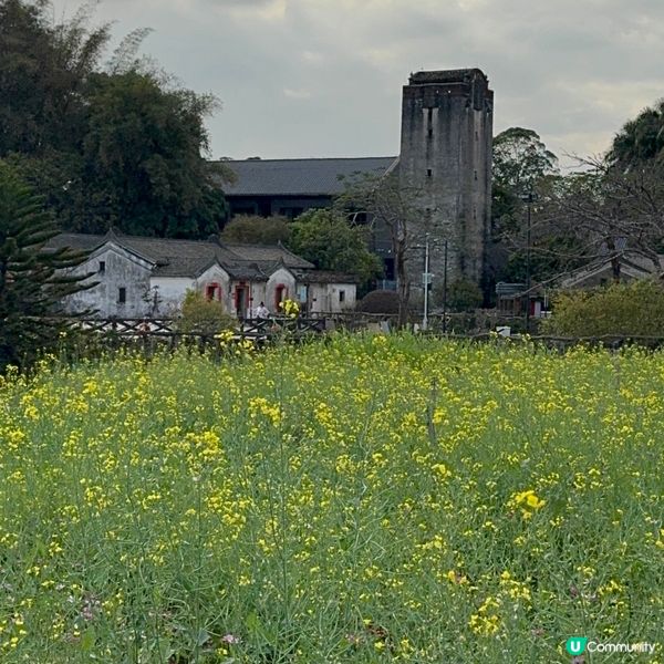 深圳免費花海🌸  觀瀾版畫村油菜花田