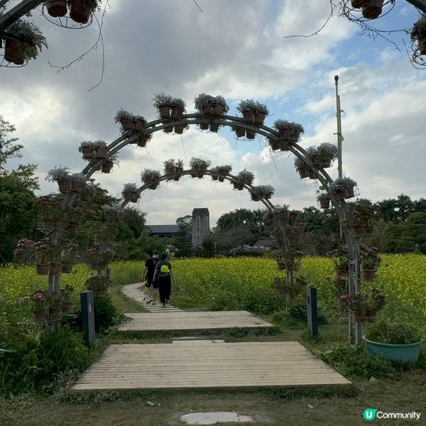 深圳免費花海🌸  觀瀾版畫村油菜花田