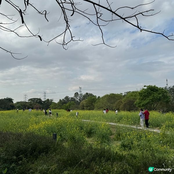 深圳免費花海🌸  觀瀾版畫村油菜花田