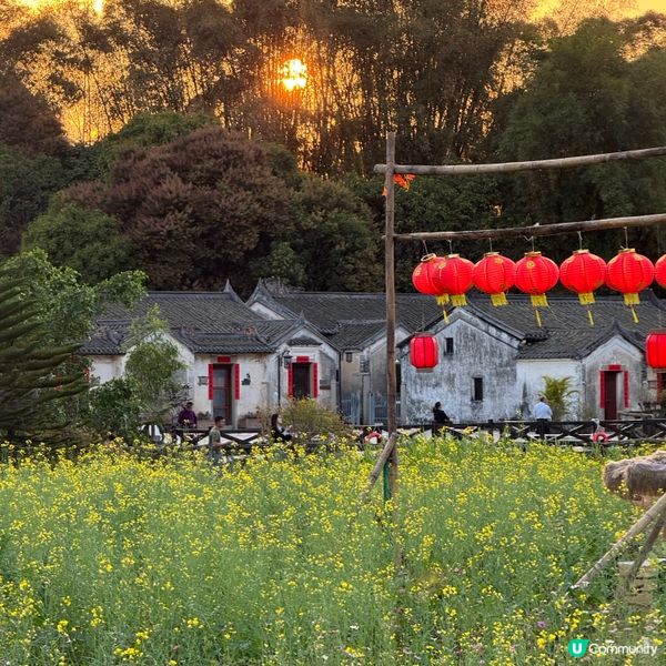 深圳免費花海🌸  觀瀾版畫村油菜花田