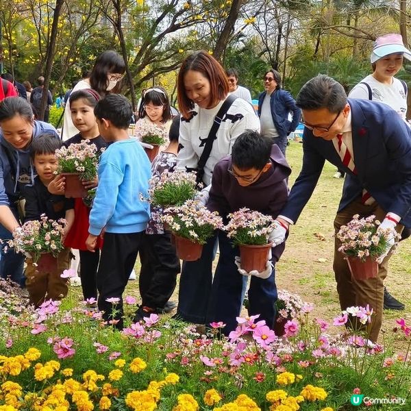 🌸花深時節2025之全運會花海🌸@深水埗