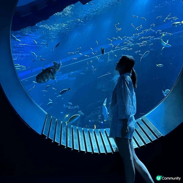 「DMM Kariyushi 水族館」靚到好似藝術館咁，每個...