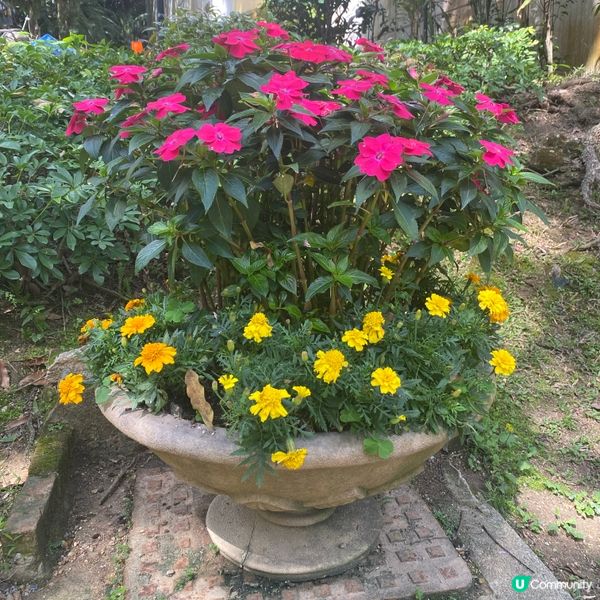 香港公園賞花🌸  心曠神怡😌