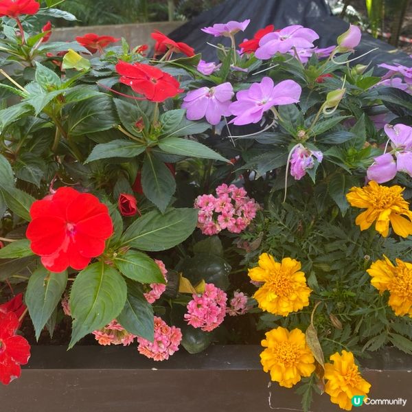 香港公園賞花🌸  心曠神怡😌
