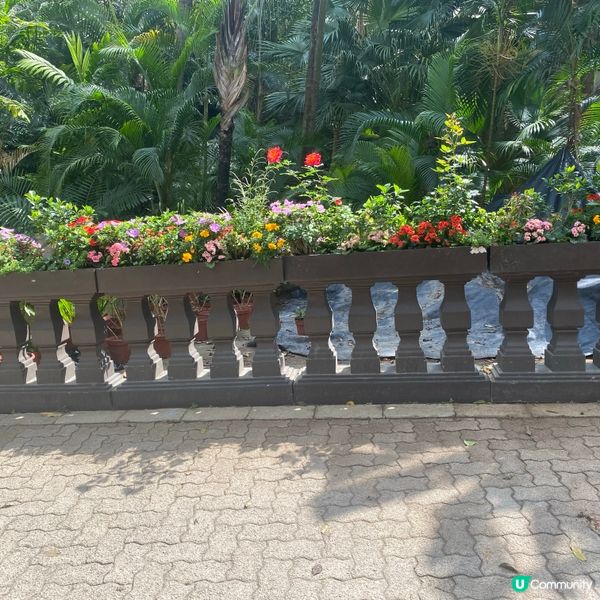 香港公園賞花🌸  心曠神怡😌