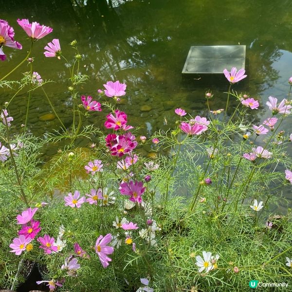 香港公園賞花🌸  心曠神怡😌
