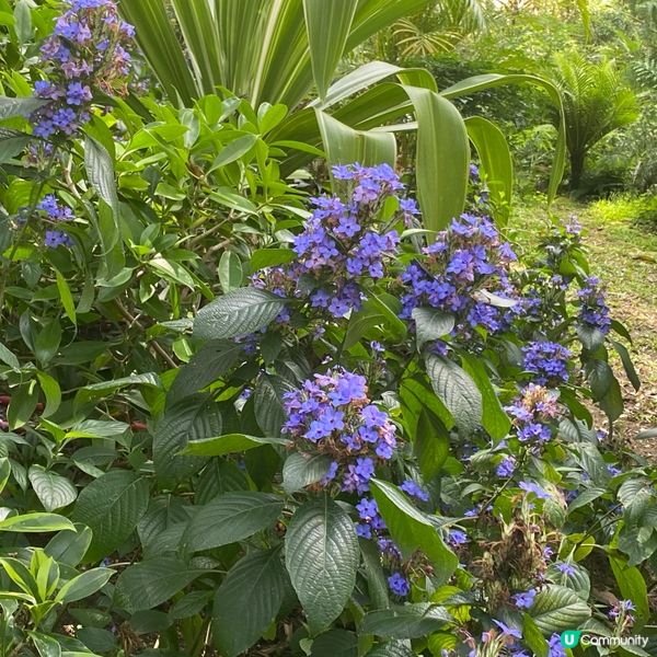 香港公園賞花🌸  心曠神怡😌