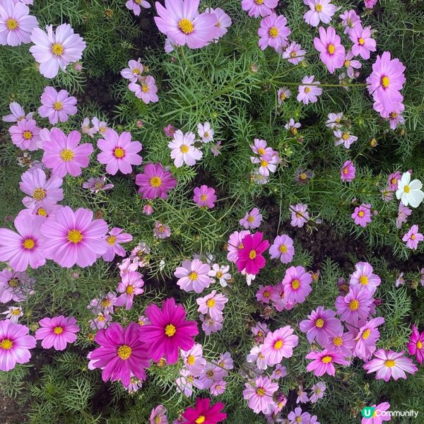 香港公園賞花🌸  心曠神怡😌