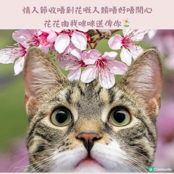 人類要快樂🐱🌷