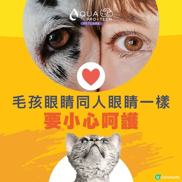 毛孩眼屎多？😭  告別淚痕！✨