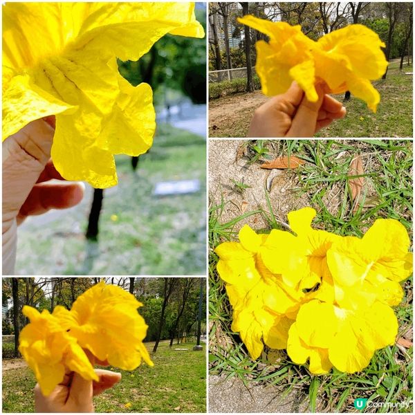 今年黃風玲花嘅花期不似預期，開得有點慢同不燦爛，但係要抓緊賞...