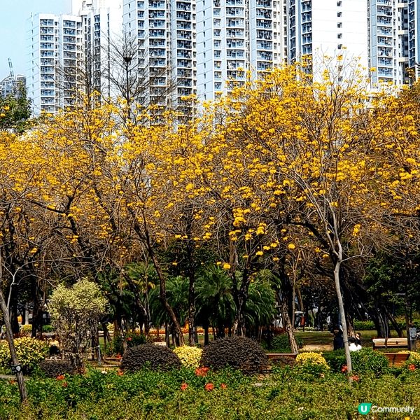 今年黃風玲花嘅花期不似預期，開得有點慢同不燦爛，但係要抓緊賞...