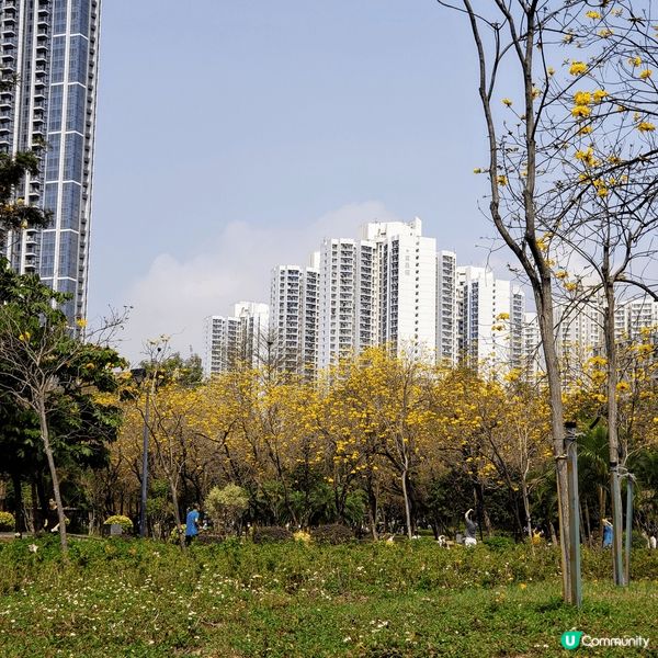 今年黃風玲花嘅花期不似預期，開得有點慢同不燦爛，但係要抓緊賞...