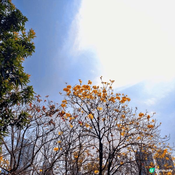 今年黃風玲花嘅花期不似預期，開得有點慢同不燦爛，但係要抓緊賞...