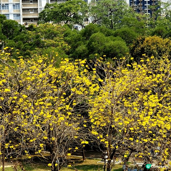 今年黃風玲花嘅花期不似預期，開得有點慢同不燦爛，但係要抓緊賞...