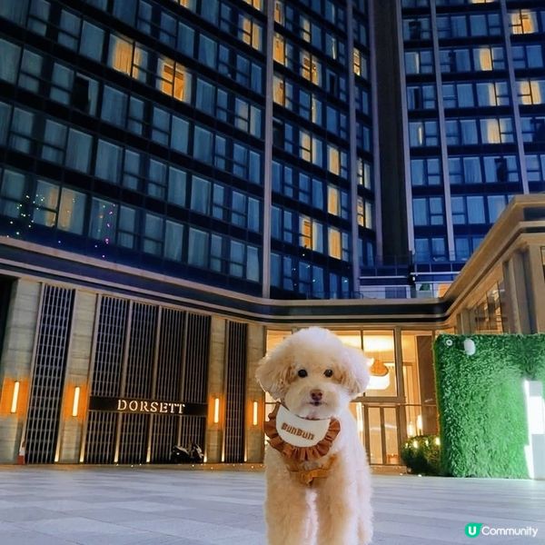 啟德帝盛酒店推寵物Staycation