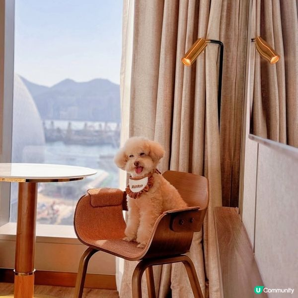 啟德帝盛酒店推寵物Staycation