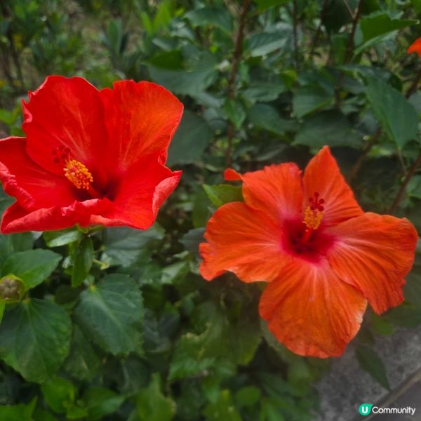 #UCreator#UCreator#打卡美食#打卡美食#好...