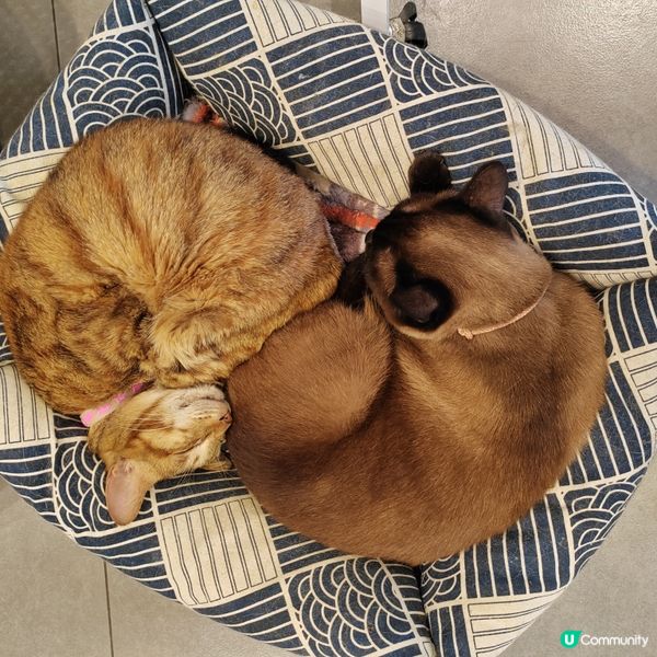 旺角貓cafe 鬆一鬆🐱 ☕️