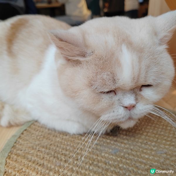 旺角貓cafe 鬆一鬆🐱 ☕️