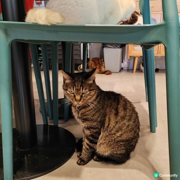 旺角貓cafe 鬆一鬆🐱 ☕️