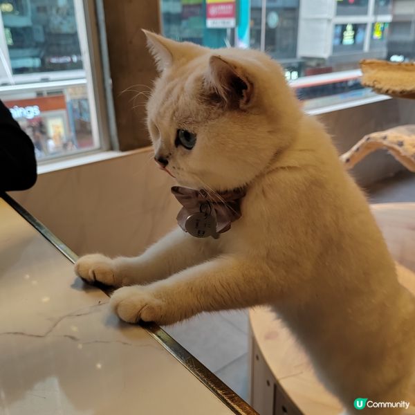 旺角貓cafe 鬆一鬆🐱 ☕️