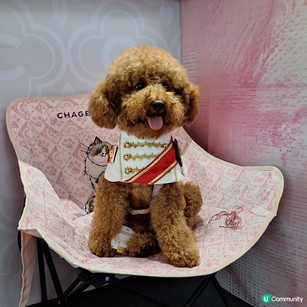 霸王茶姬1881茶友限定店嘉年華登場！💖