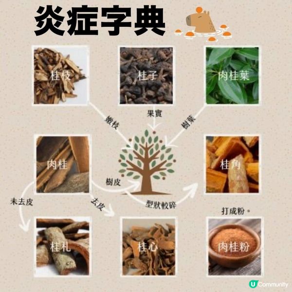 印度人流感法寶🦠每日1湯匙肉桂粉