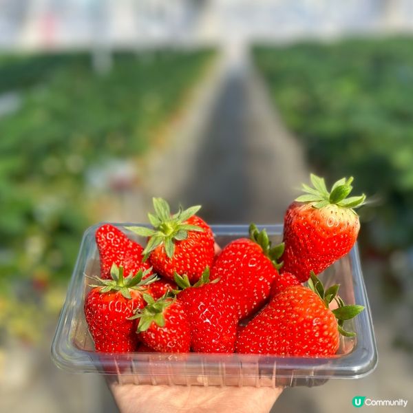 四國德島🍓廢校變身果園🍓任摘士多啤梨😍😍