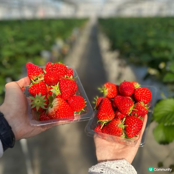 四國德島🍓廢校變身果園🍓任摘士多啤梨😍😍