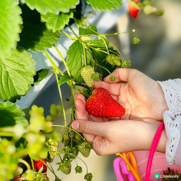 四國德島🍓廢校變身果園🍓任摘士多啤梨😍😍