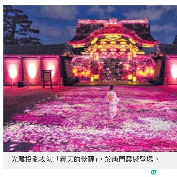 京都二条城年度夜櫻祭 花海與光影浪漫交織