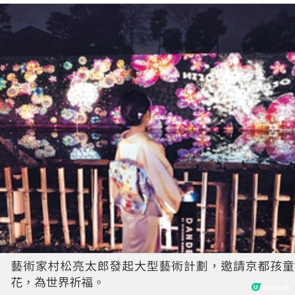 京都二条城年度夜櫻祭 花海與光影浪漫交織