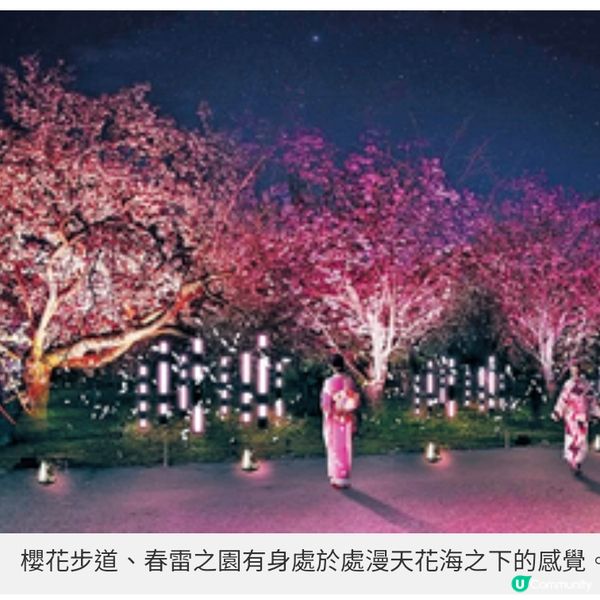 京都二条城年度夜櫻祭 花海與光影浪漫交織