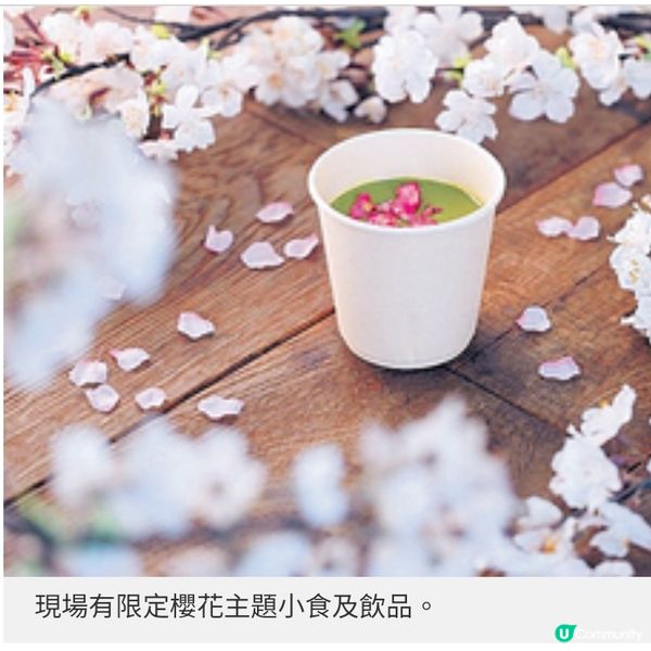 京都二条城年度夜櫻祭 花海與光影浪漫交織