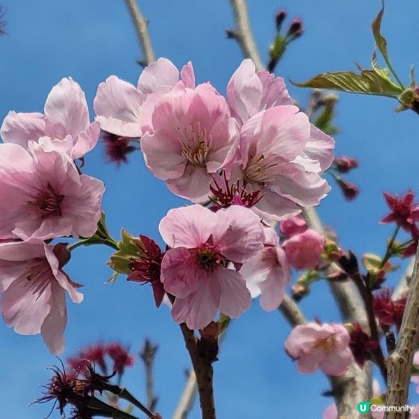 #沉醉櫻花海 #浪漫旅人祭 